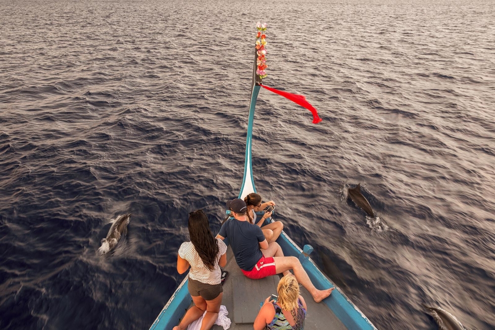 Dolphin Cruise